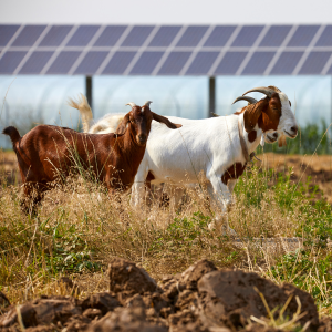 Renewable energy supporting agricultural development and food security.